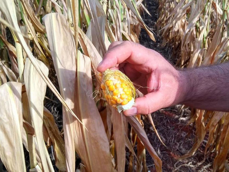 Falta de chuva impõe perda de 59% à lavoura de milho